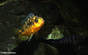 Pseudotropheus crabro Arten